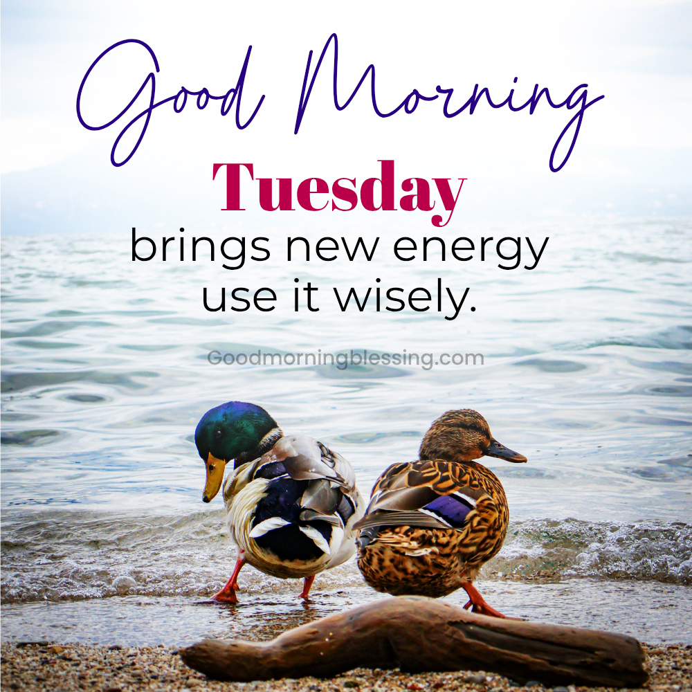 Humor Good Morning Tuesday Goodmorningblessing