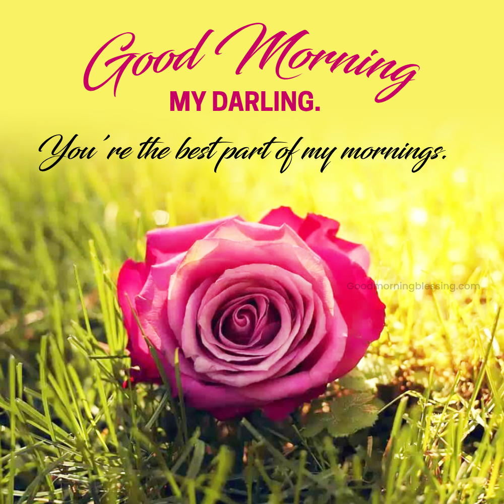 Beautiful Good Morning Rose I Goodmorningblessing