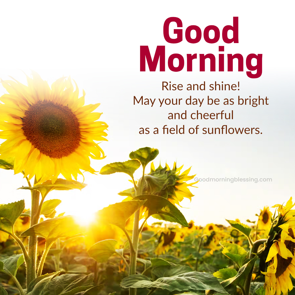 Best Sunflower Morning Greetings
