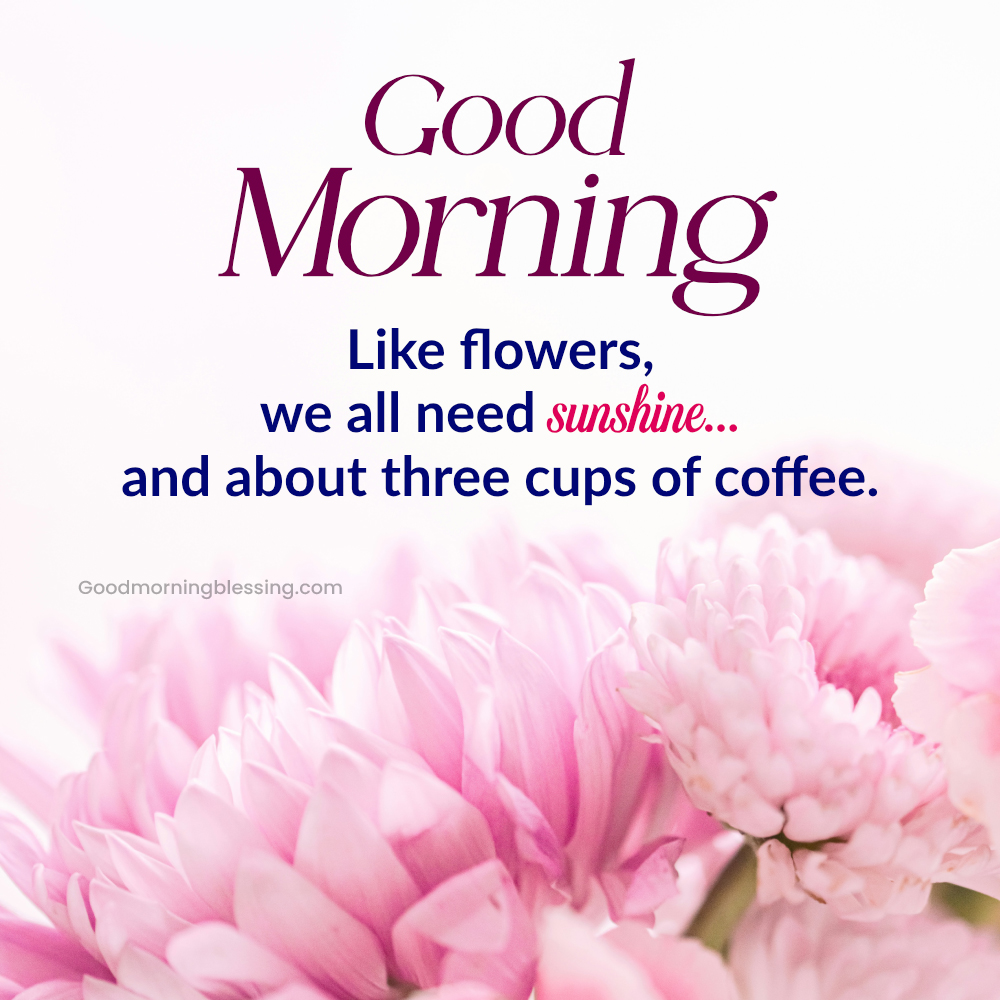 Funny Morning Quotes