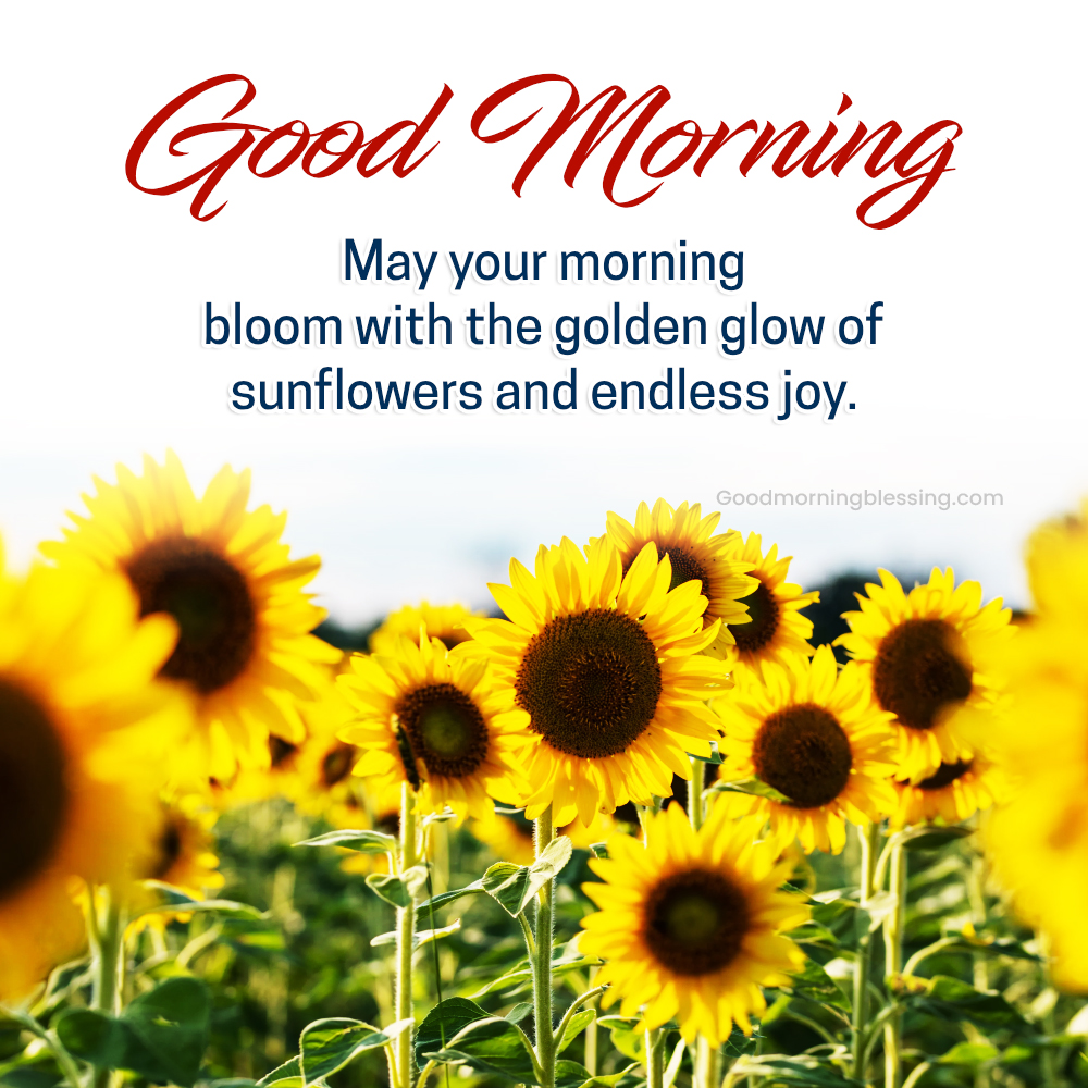 Latest Sunflower Morning Wishes