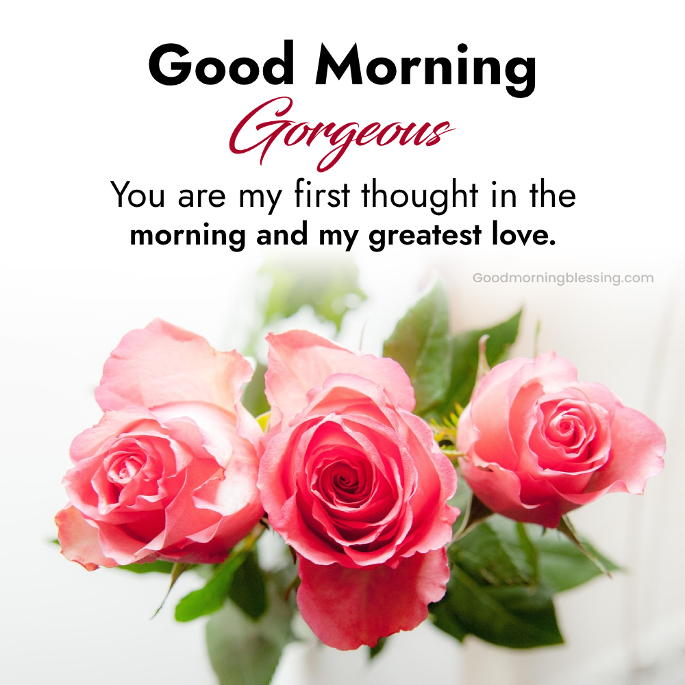 Love Good Morning Rose Flower I Goodmorningblessing
