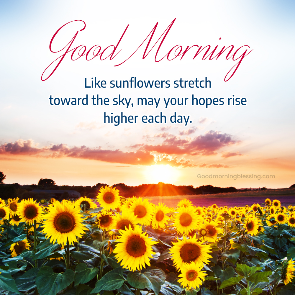 Motivational Quotes With Sunflowers