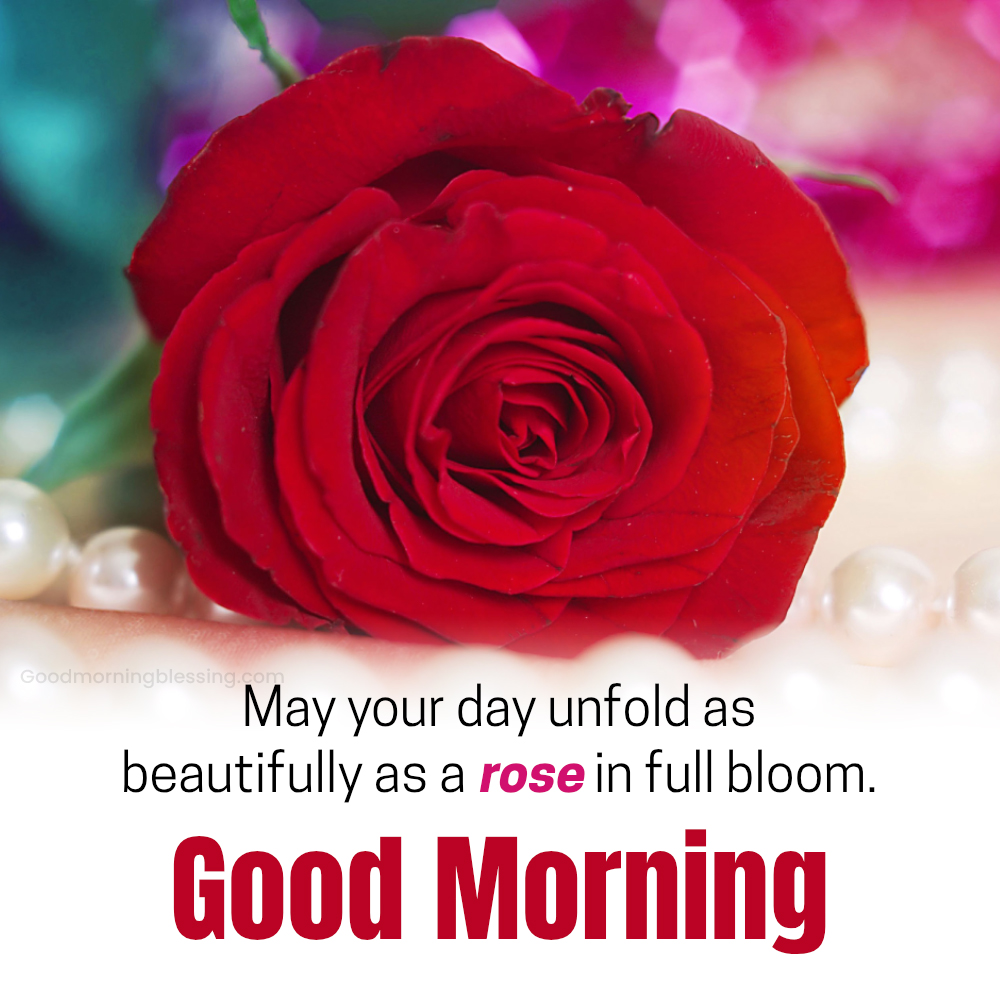 Rose Flower Good Morning Quotes