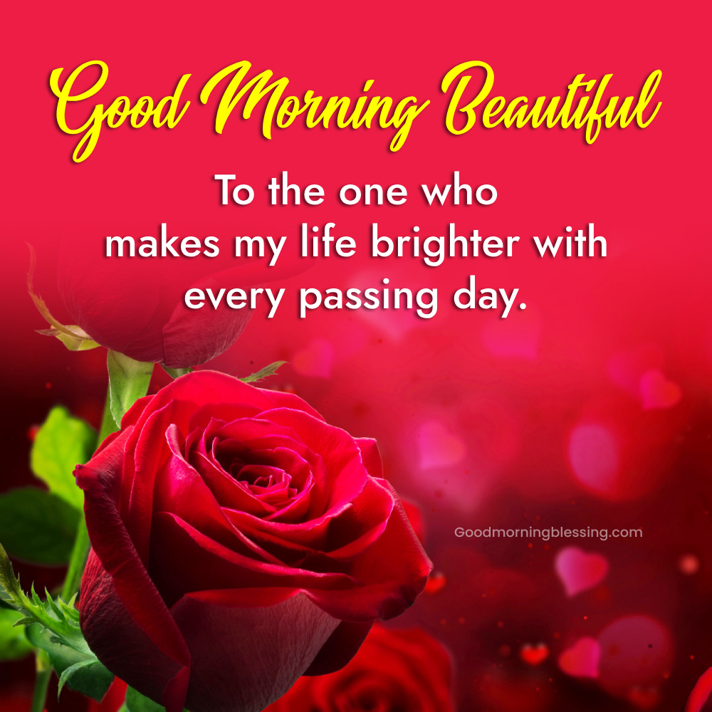 Sweet Good Morning Rose Flower I Goodmorningblessing