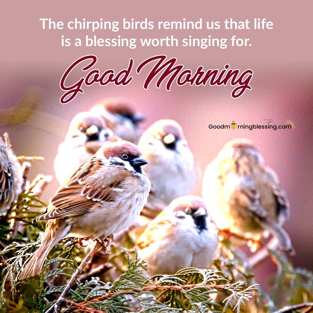 Amazing Beautiful Birds Wallpaper