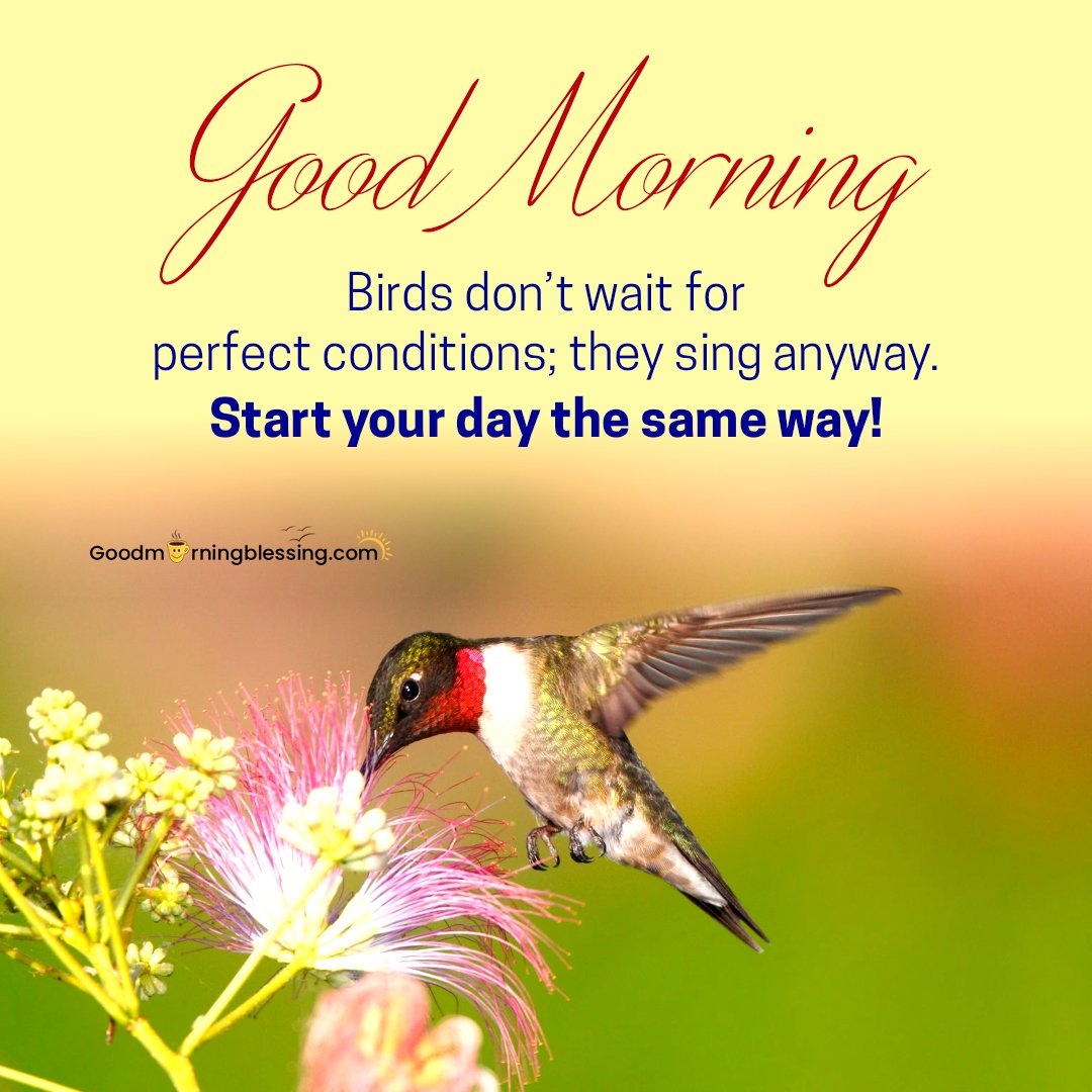 Beautiful Birds Pictures Good Morning Blessing