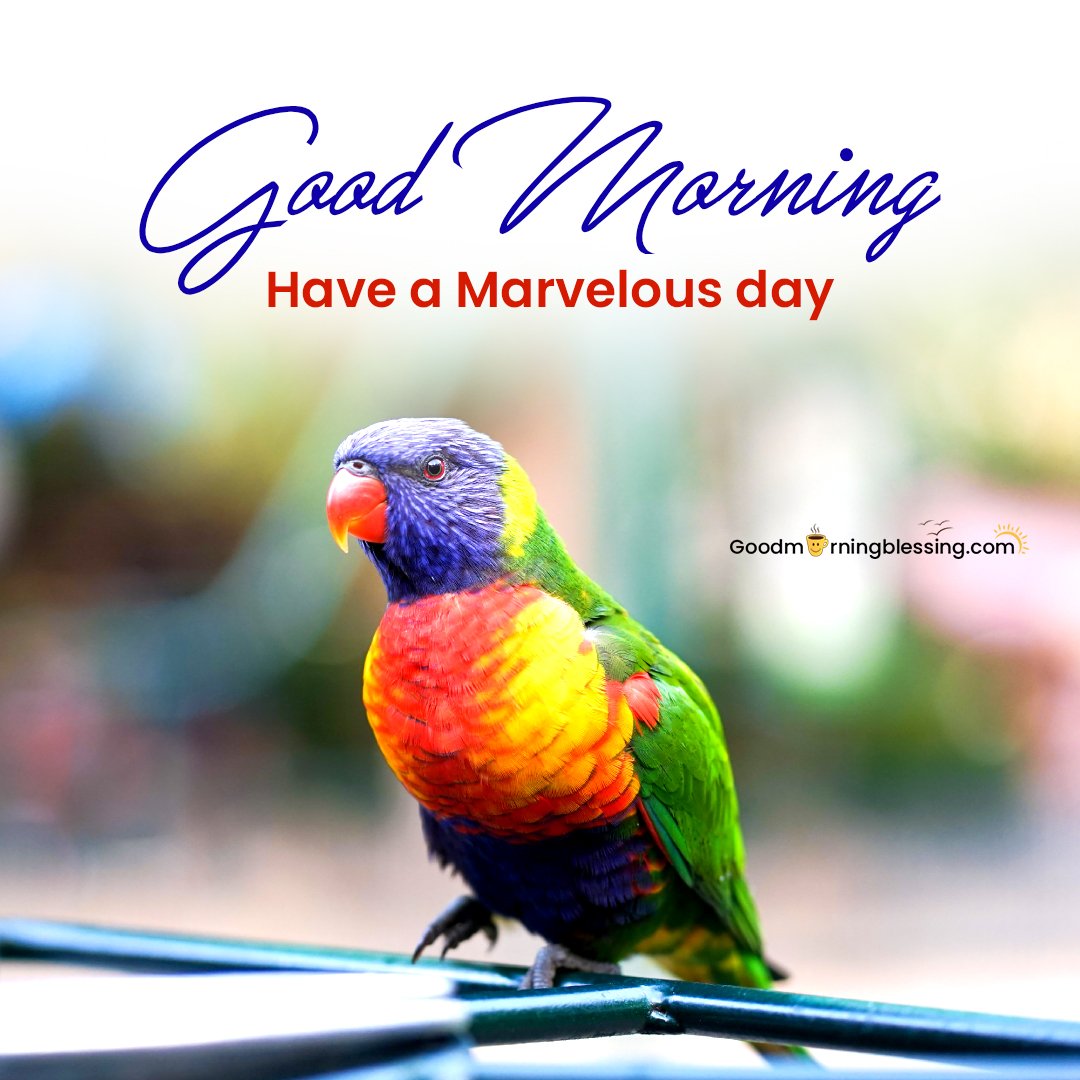 Beautiful Birds Wallpaper Hd Good Morning Blessing