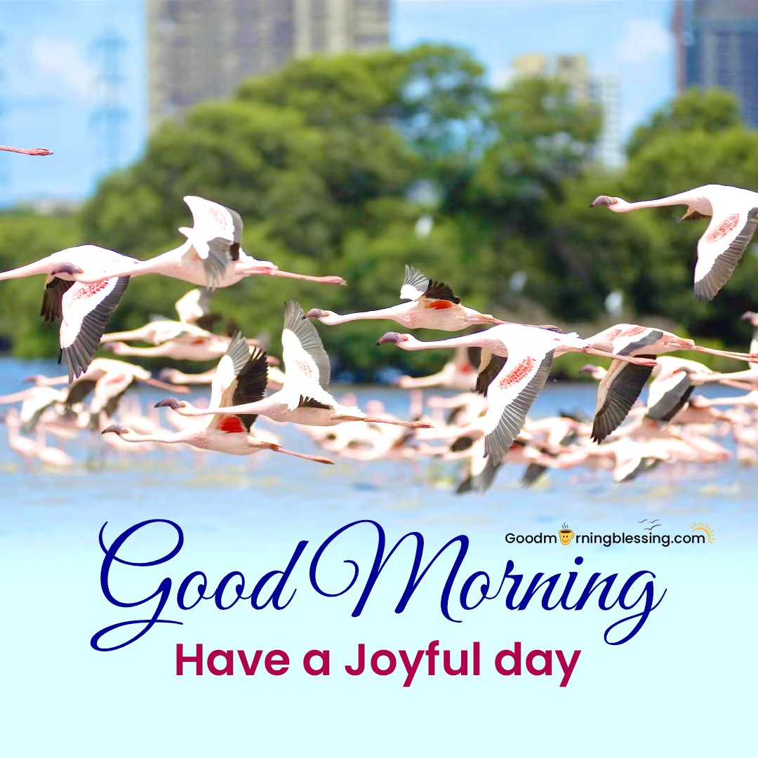 Bird Wallpaper 4k Good Morning Blessing