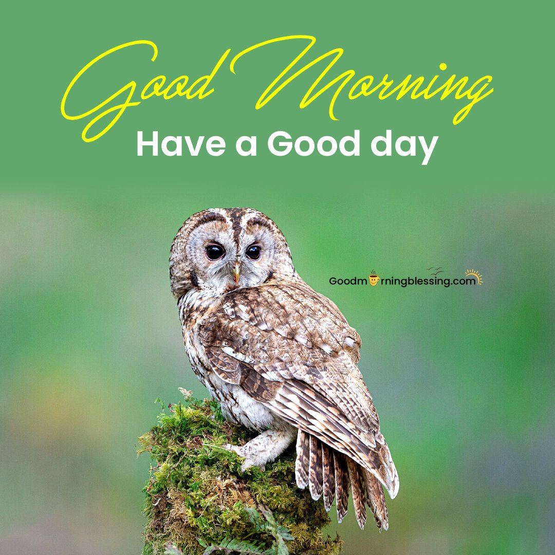 Cute Rare Beautiful Birds