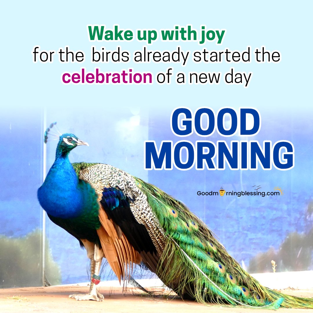 Good Morning Birds Images For Whatsapp