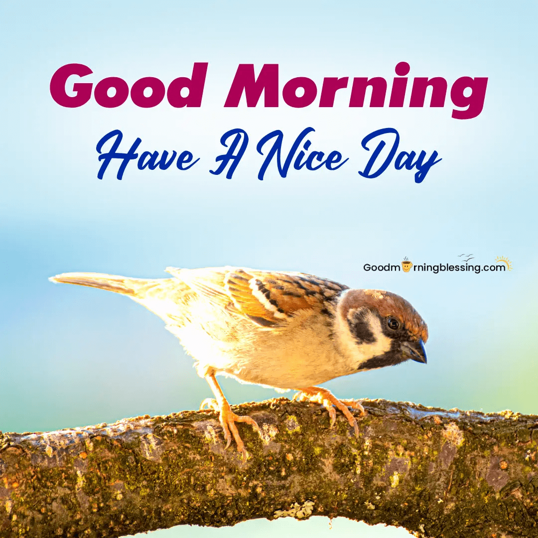 Good Morning Birds Gif Images​