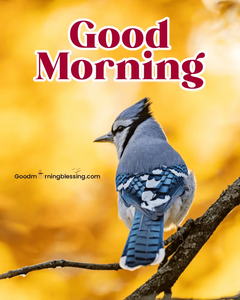 Good Morning Cute Birds Images​
