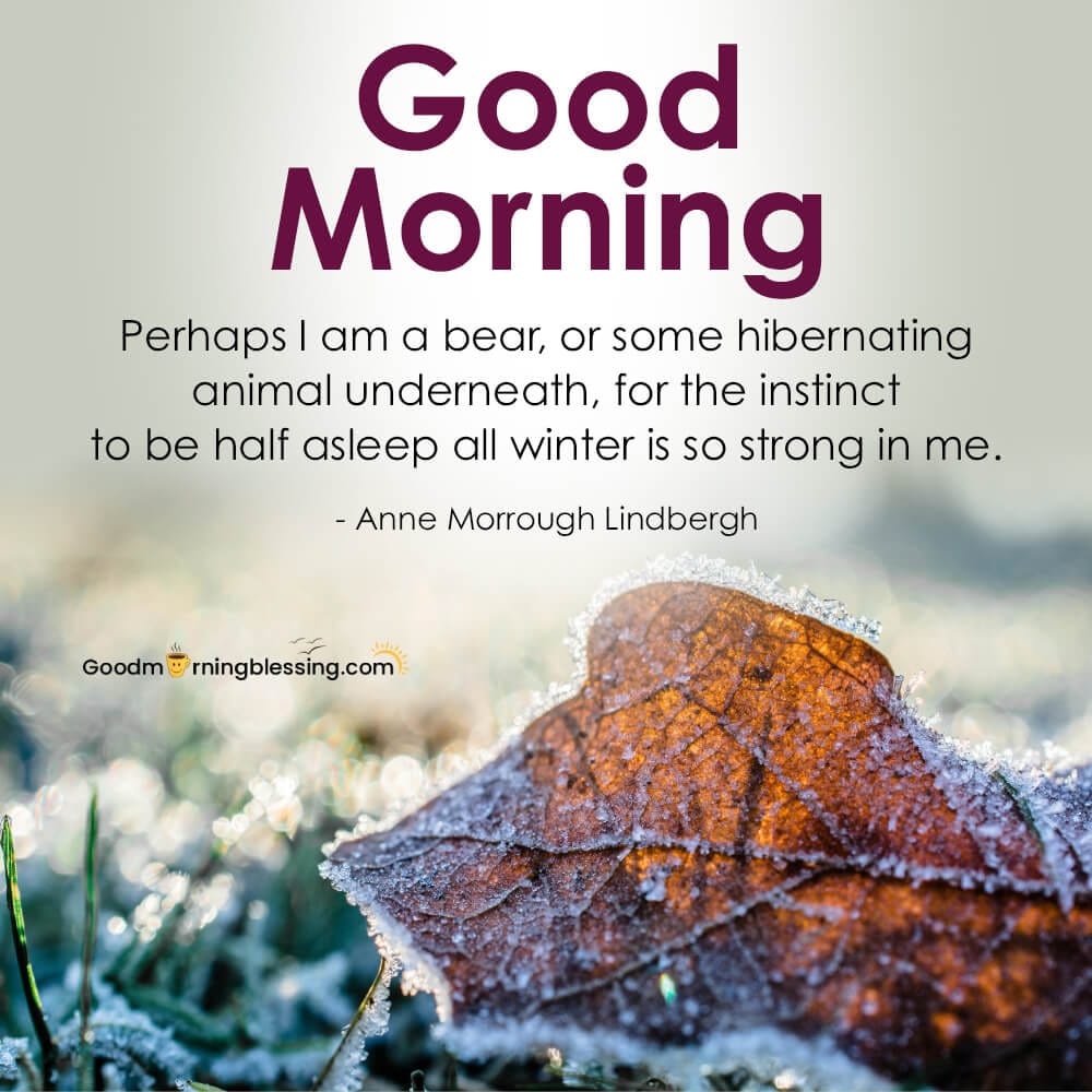 Good Morning Winter Flowers Images​