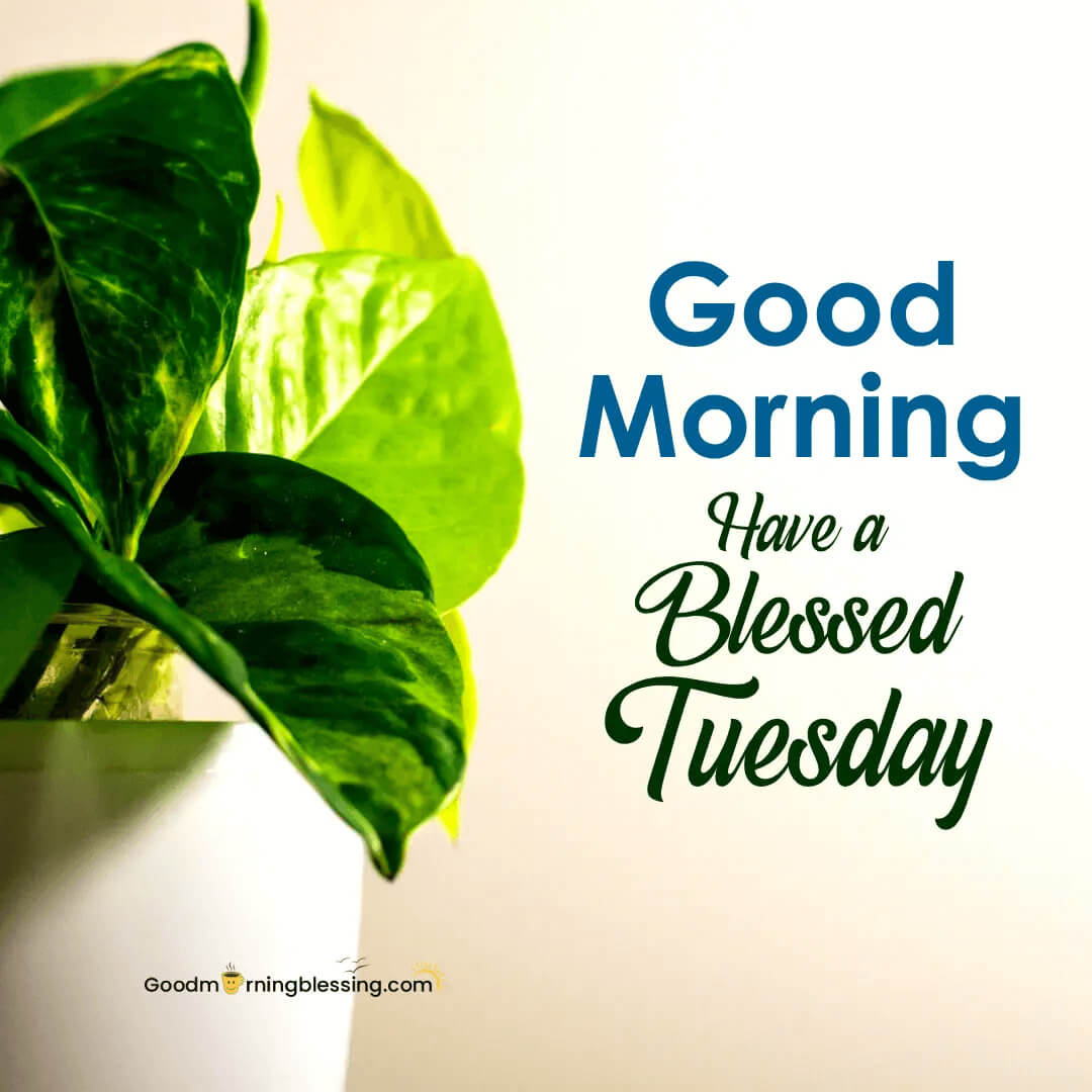 New Good Morning Tuesday Gif